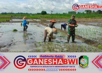 Koramil Muncar Dukung Ketahanan Pangan melalui Program Luas Tambah Tanam di Desa Tambakrejo