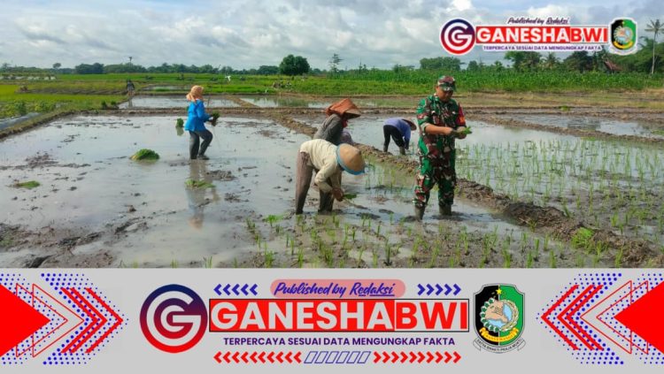 Koramil Muncar Dukung Ketahanan Pangan melalui Program Luas Tambah Tanam di Desa Tambakrejo