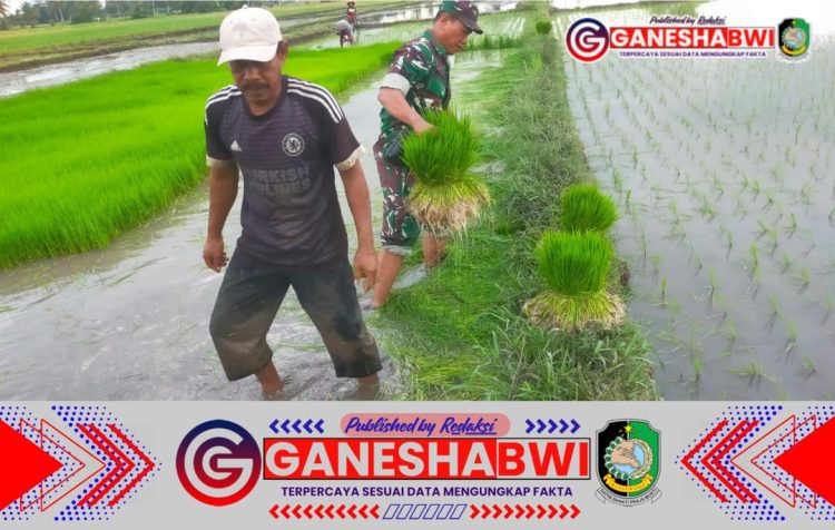 Koramil Singojuruh Laksanakan Program Luas Tambah Tanam (LTT) di Desa Gumirih Koramil Singojuruh Laksanakan Program Luas Tambah Tanam (LTT) di Desa Gumirih