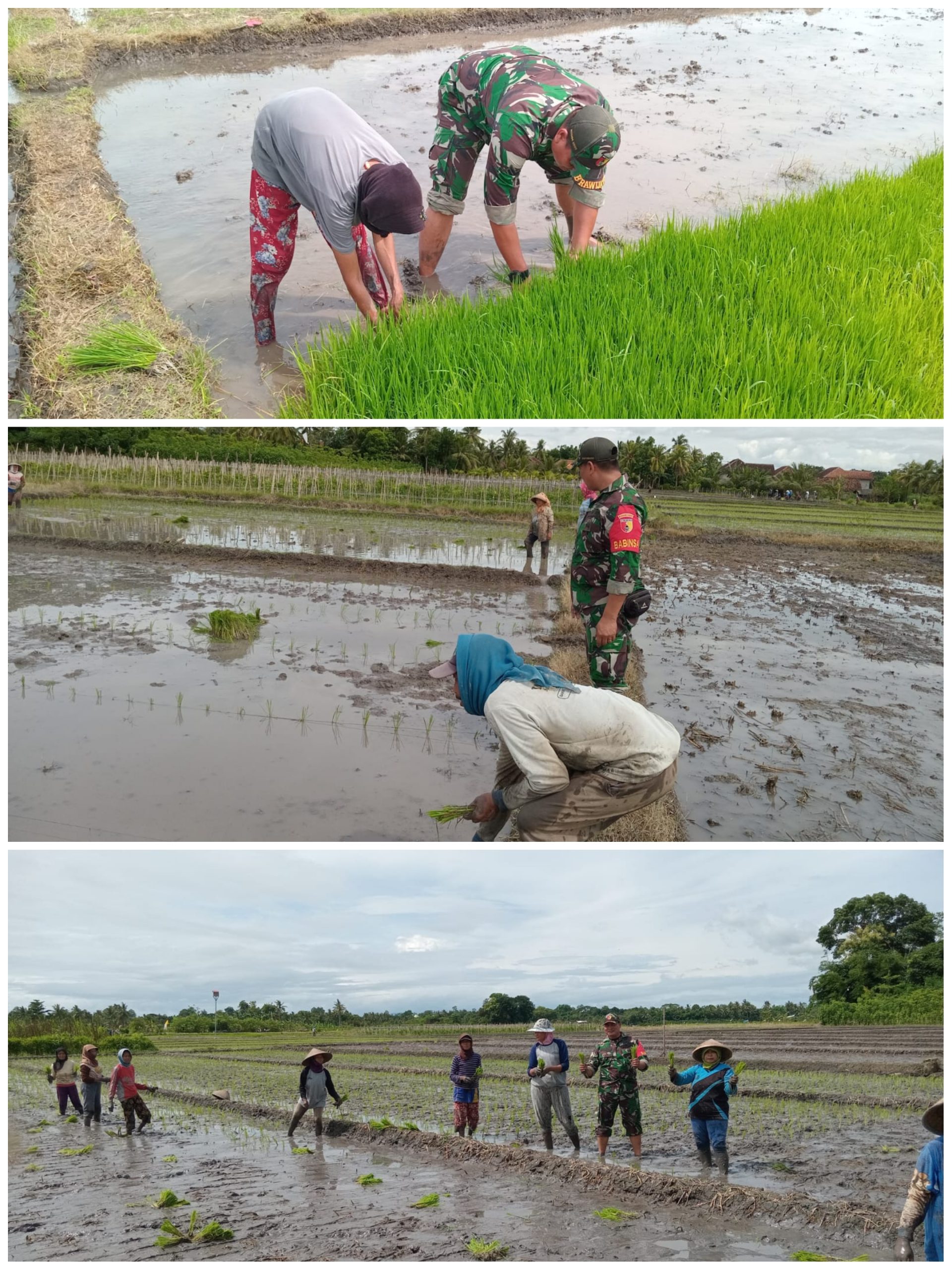 Babinsa Koramil 0825-07/Cluring Dampingi Petani Bajak Sawah dengan Traktor
