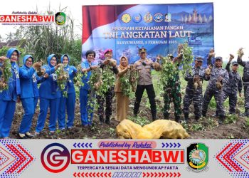 Lanal Banyuwangi Sukses Panen Raya Ubi Jalar dalam Program Ketahanan Pangan TNI AL