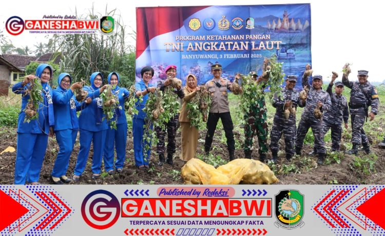 Lanal Banyuwangi Sukses Panen Raya Ubi Jalar dalam Program Ketahanan Pangan TNI AL