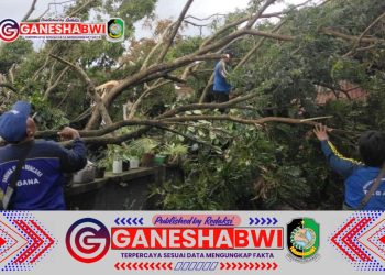 Angin Kencang Terjang Banyuwangi, Sejumlah Pohon Tumbang dan Akses Jalan Tertutup