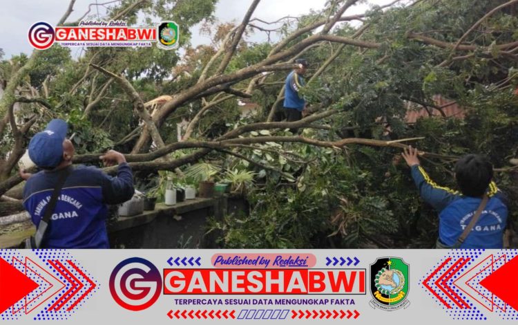 Angin Kencang Terjang Banyuwangi, Sejumlah Pohon Tumbang dan Akses Jalan Tertutup