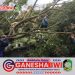 Angin Kencang Terjang Banyuwangi, Sejumlah Pohon Tumbang dan Akses Jalan Tertutup
