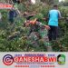 Babinsa Koramil 0825/17 Muncar Bersama Tim Gabungan Evakuasi Pohon Tumbang di Sumbersewu