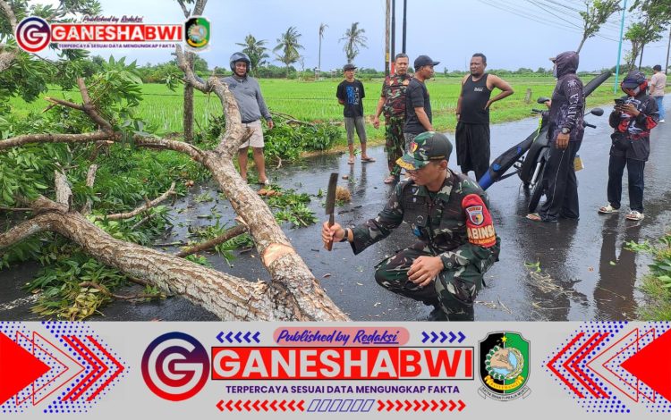 Babinsa Koramil Rogojampi Sigap Evakuasi Pohon Tumbang Akibat Angin Kencang Babinsa Koramil Rogojampi Sigap Evakuasi Pohon Tumbang Akibat Angin Kencang