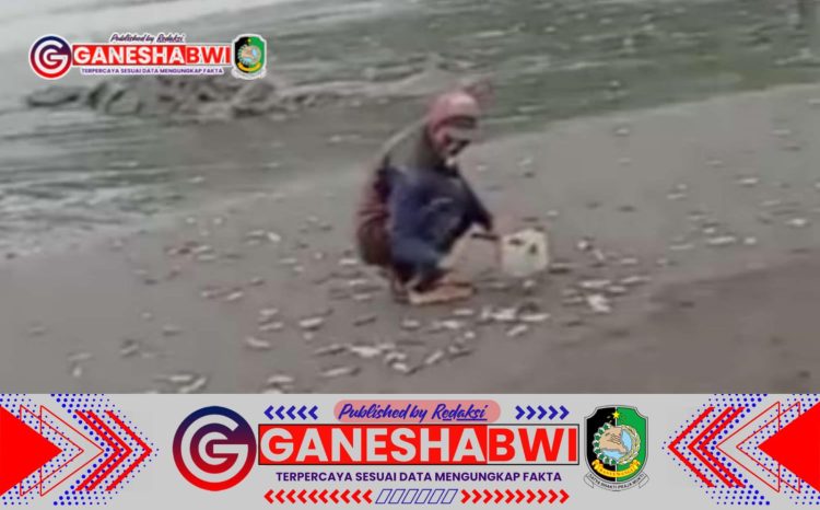 Ribuan Ikan Terdampar di Pantai Paras Gempal, Warga Banyuwangi Heboh