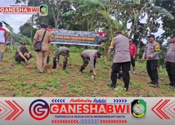 Dukung Ketahanan Pangan, Polsek Jajaran Polresta Banyuwangi Tanam Jagung Serentak