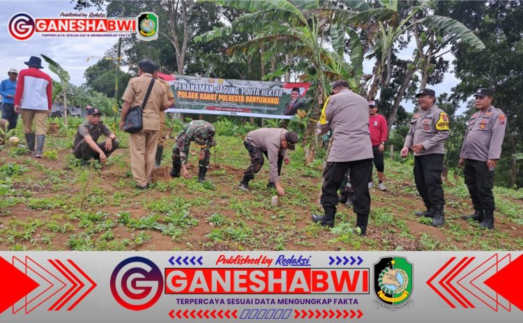 Dukung Ketahanan Pangan, Polsek Jajaran Polresta Banyuwangi Tanam Jagung Serentak