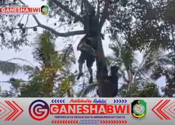 Buruh Panjat Pohon di Banyuwangi Meninggal di Atas Pohon Durian