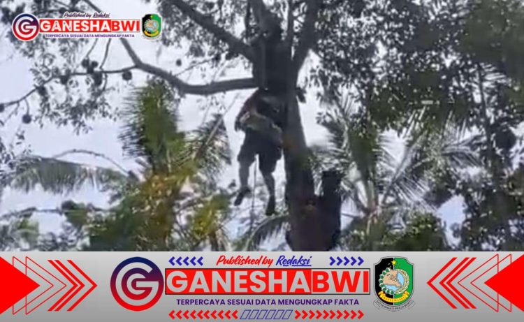 Buruh Panjat Pohon di Banyuwangi Meninggal di Atas Pohon Durian