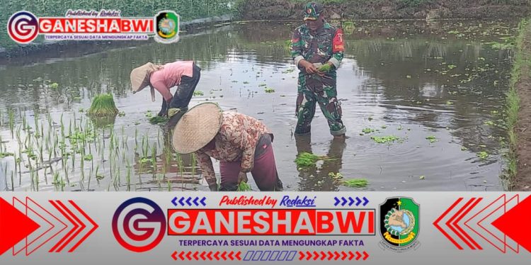 Babinsa Koramil 0825/20 Songgon Dampingi Petani Sragi dalam Program Perluasan Tanam