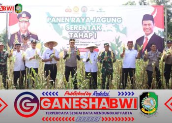 Polresta Banyuwangi Panen Jagung Serentak, Perkuat Ketahanan Pangan Nasional