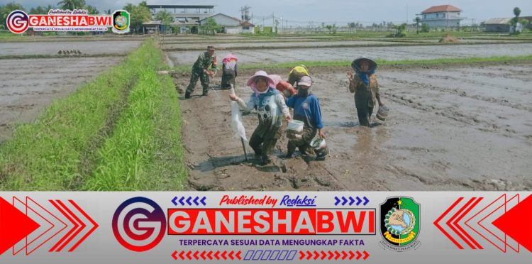 Babinsa Koramil Wongsorejo Dampingi Petani dalam Program Perluasan Tanam Padi Babinsa Koramil Wongsorejo Dampingi Petani dalam Program Perluasan Tanam Padi