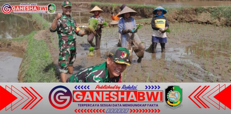 Babinsa Posramil Licin Bantu Petani Tanam Padi di Desa Gumuk, Dukung Ketahanan Pangan