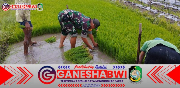 Babinsa Singojuruh Kawal Program Perluasan Tanam Padi untuk Ketahanan Pangan