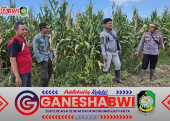 Polsek Siliragung dan Perhutani Cek Tanaman Jagung untuk Dukung Ketahanan Pangan
