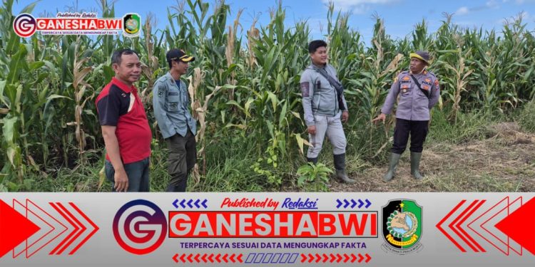 Polsek Siliragung dan Perhutani Cek Tanaman Jagung untuk Dukung Ketahanan Pangan