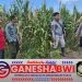 Polsek Siliragung dan Perhutani Cek Tanaman Jagung untuk Dukung Ketahanan Pangan Polsek Siliragung dan Perhutani Cek Tanaman Jagung untuk Dukung Ketahanan Pangan