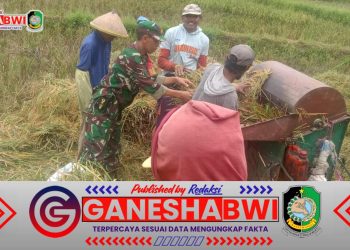 Babinsa Songgon Bersama Bulog Serap 2,7 Ton Gabah, Dukung Ketahanan Pangan