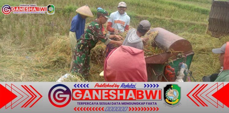 Babinsa Songgon Bersama Bulog Serap 2,7 Ton Gabah, Dukung Ketahanan Pangan