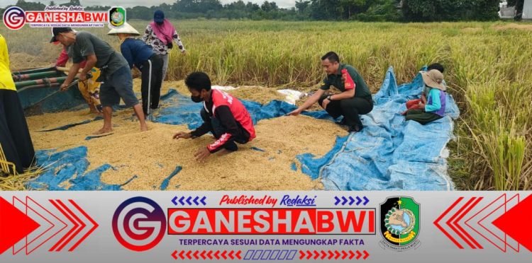 Babinsa Benculuk Bantu Petani Panen Padi, Dukung Ketahanan Pangan