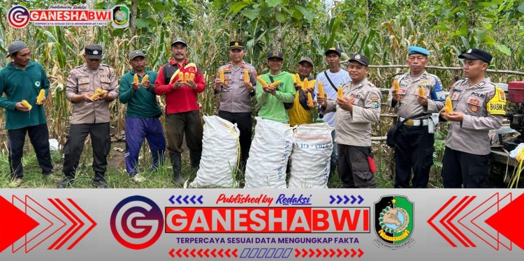 Polsek Tegaldlimo Bersama KTH Gelar Panen Raya Jagung, Wujud Dukungan Ketahanan Pangan