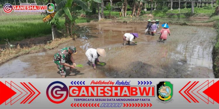 Babinsa Koramil 0825/20 Songgon Tanam Padi Bersama Petani, Dukung Program Ketahanan Pangan