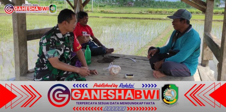 Babinsa Koramil 0825/05 Kalibaru Dampingi Petani Perluas Lahan Sawah, Dukung Ketahanan Pangan