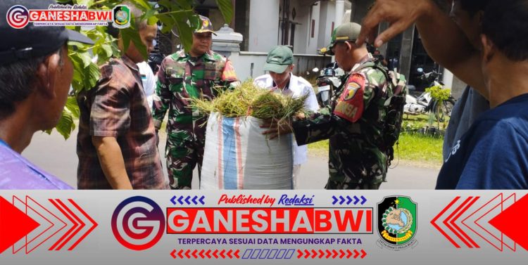 Koramil 0825/14 Kabat Bersama Bulog Banyuwangi Serap Gabah Petani di Tengah Puasa Ramadhan