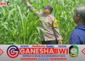 Bhabinkamtibmas Polresta Banyuwangi Kawal Ketahanan Pangan dengan Monitoring Tanaman Jagung
