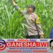 Bhabinkamtibmas Polresta Banyuwangi Kawal Ketahanan Pangan dengan Monitoring Tanaman Jagung
