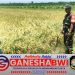 Babinsa Tegaldlimo Dampingi Bulog Survei Lahan Padi, Pastikan Ketersediaan Pangan Lokal Babinsa Tegaldlimo Dampingi Bulog Survei Lahan Padi, Pastikan Ketersediaan Pangan Lokal