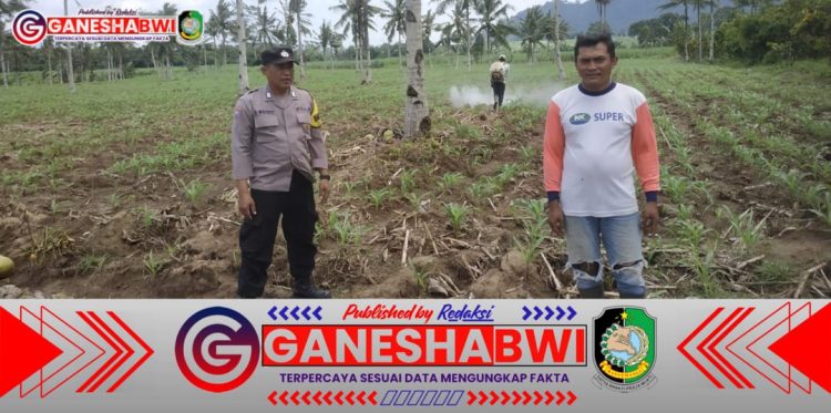 Bhabinkamtibmas Polresta Banyuwangi Dukung Ketahanan Pangan, Pantau Tanaman Jagung di Glenmore Bhabinkamtibmas Polresta Banyuwangi Dukung Ketahanan Pangan, Pantau Tanaman Jagung di Glenmore