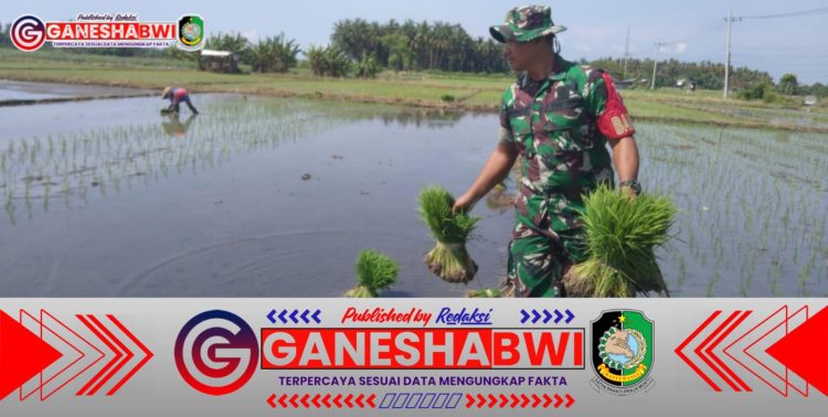 Meski Berpuasa, Babinsa Koramil 0825/01 Banyuwangi Tetap Semangat Dampingi Petani Tanam Padi
