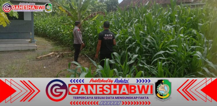 Bhabinkamtibmas Polresta Banyuwangi Dukung Ketahanan Pangan, Pantau Perkembangan Tanaman Jagung
