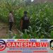 Bhabinkamtibmas Polresta Banyuwangi Dukung Ketahanan Pangan, Pantau Perkembangan Tanaman Jagung