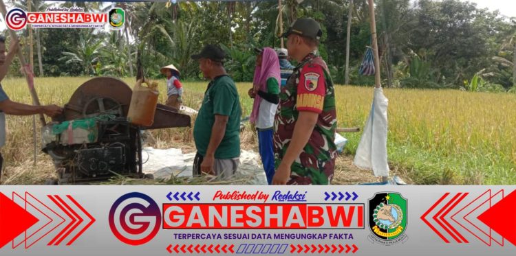 Babinsa Kawal Panen Padi di Poktan Edi Peni dan Poktan Glory, Petani Apresiasi Dukungan TNI