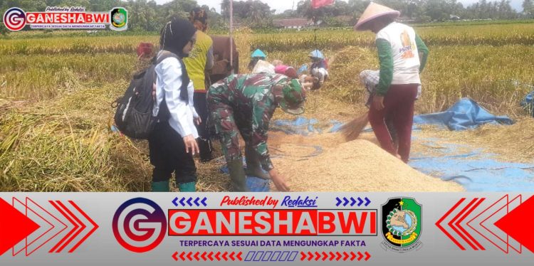 Babinsa Sukomaju Kawal Penyerapan Gabah Petani, Pastikan Harga Sesuai Ketentuan
