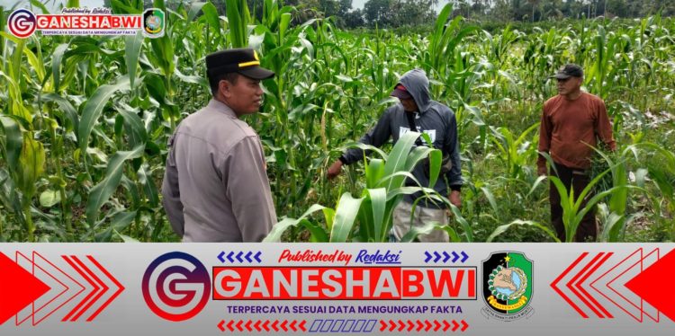 Dukung Ketahanan Pangan, Polsek Gambiran Sambangi Petani Jagung di Banyuwangi