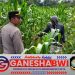 Dukung Ketahanan Pangan, Polsek Gambiran Sambangi Petani Jagung di Banyuwangi