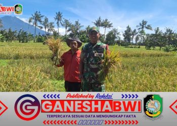 Babinsa Desa Kenjo Dampingi Panen Padi, Dukung Ketahanan Pangan di Glagah