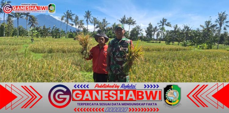 Babinsa Desa Kenjo Dampingi Panen Padi, Dukung Ketahanan Pangan di Glagah