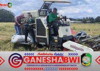 TNI dan Bulog Bersinergi, Serapan Gabah Petani Watukebo Berjalan Lancar