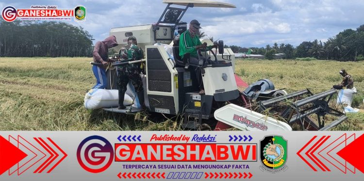 TNI dan Bulog Bersinergi, Serapan Gabah Petani Watukebo Berjalan Lancar