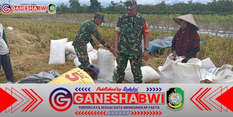 Babinsa Koramil 06 Gambiran Dampingi Petani dalam Program Serapan Gabah