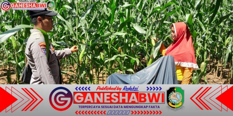 Bhabinkamtibmas Polresta Banyuwangi Dukung Ketahanan Pangan dengan Monitoring Tanaman Jagung