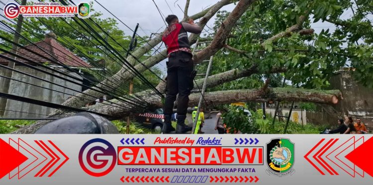 Polresta Banyuwangi Sigap Evakuasi Pohon Tumbang di Muncar