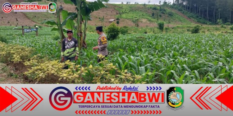 Bhabinkamtibmas Polresta Banyuwangi Dukung Ketahanan Pangan dengan Monitoring Tanaman Jagung